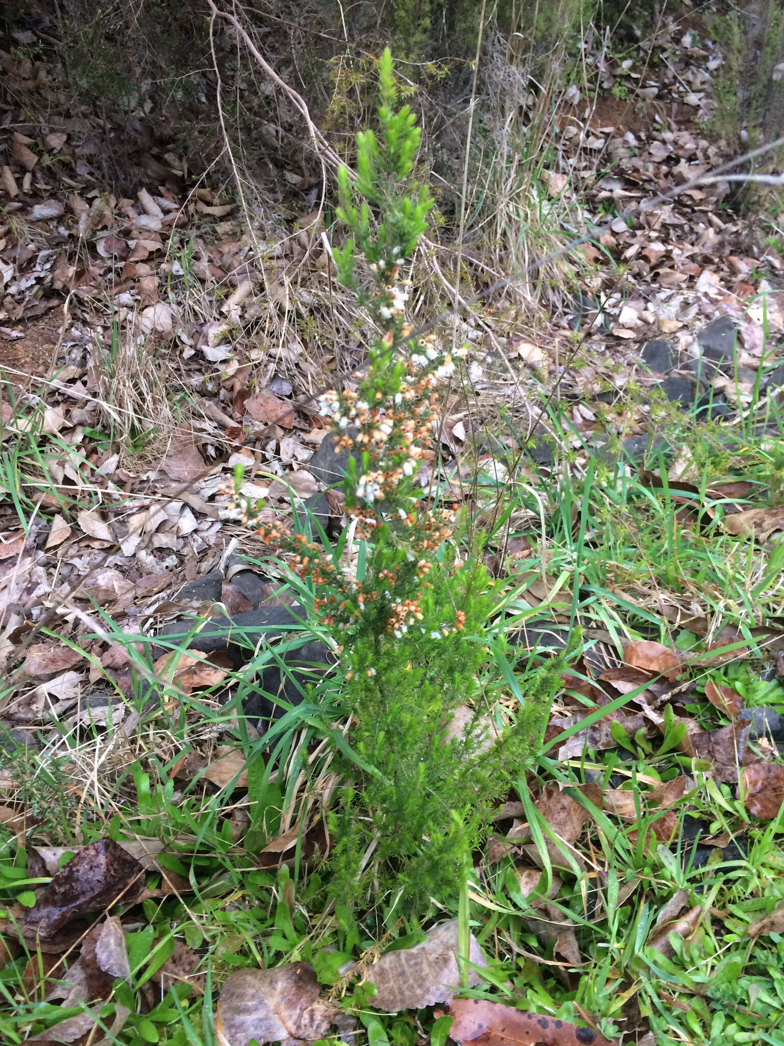 Image of Portuguese Heath