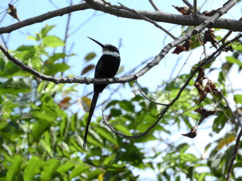 Image of Paradise Jacamar