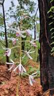 Image of Tropical hyacinth orchid