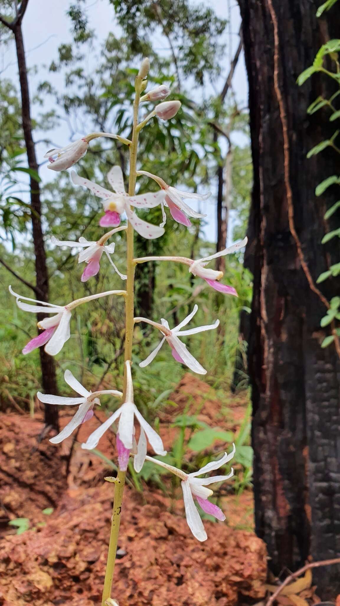 Image of Tropical hyacinth orchid