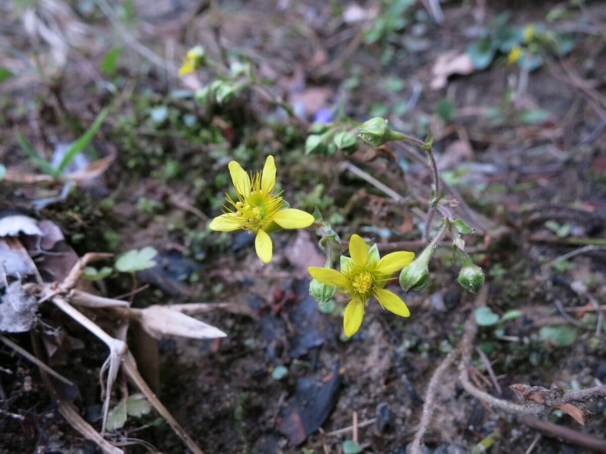 Image of Appalachian barren strawberry