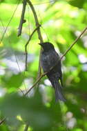 Image de Drongo à gros bec