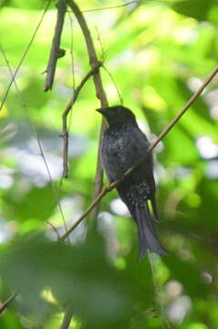 Image of Crow-biled Drongo