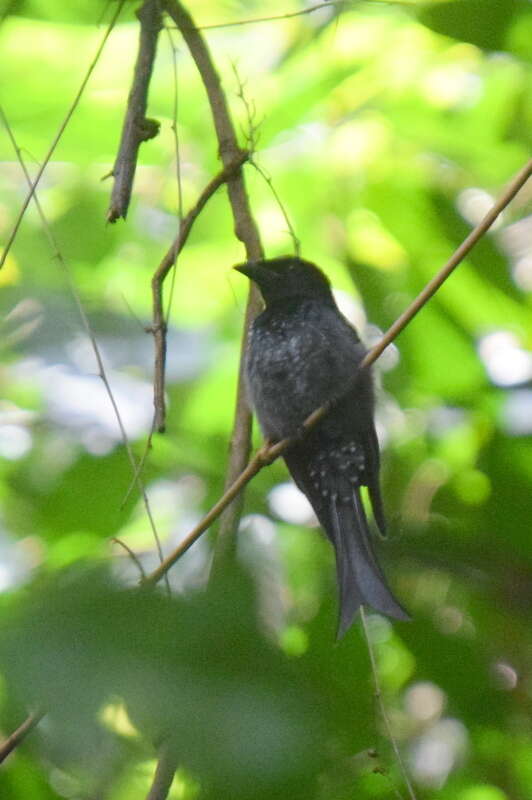 Image de Drongo à gros bec