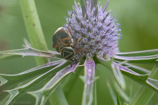 Image of Delta Flower Scarab