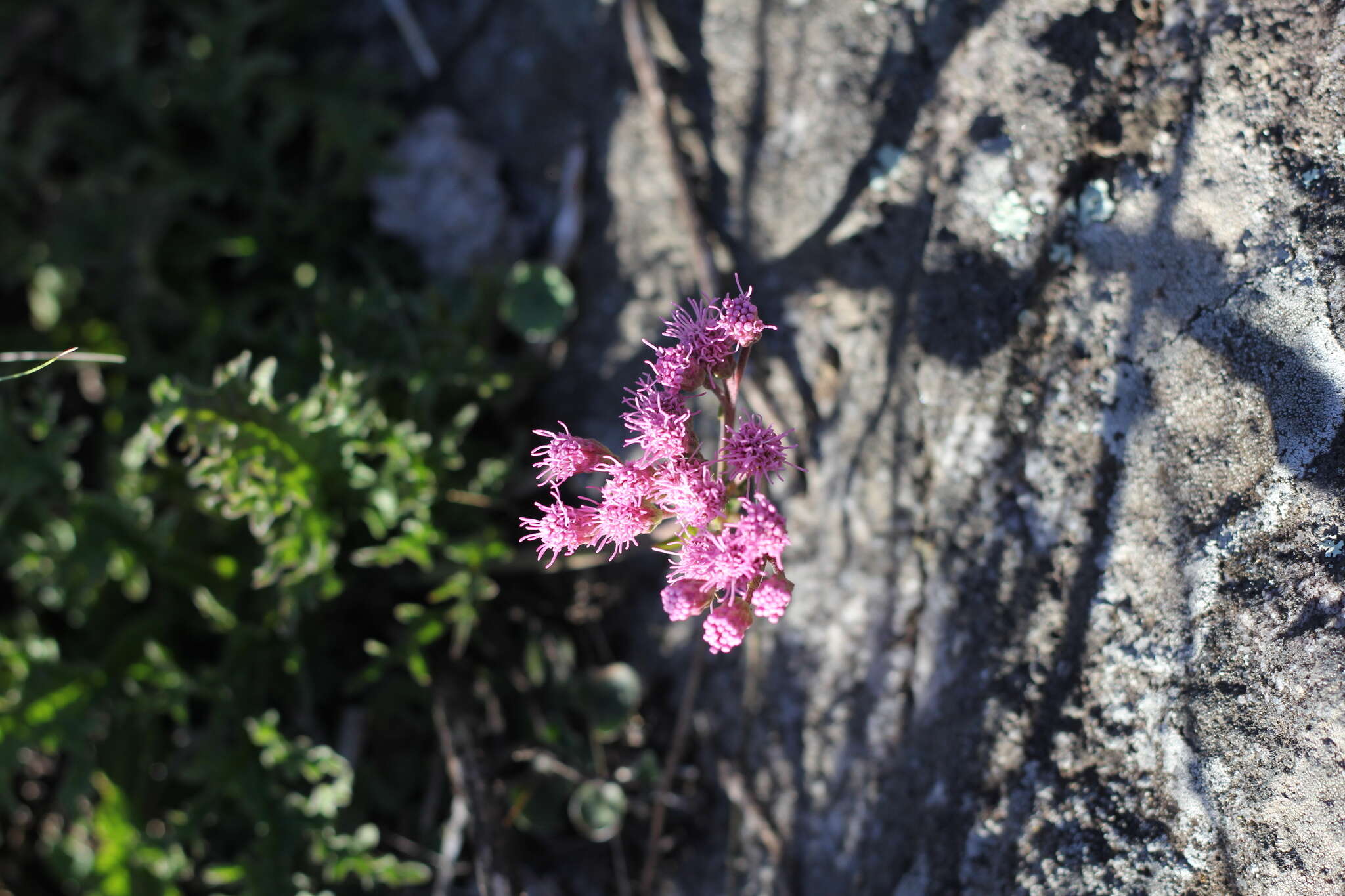 Gyptis tanacetifolia (Gillies ex Hook. & Arn.) D. J. N. Hind & Flann的圖片