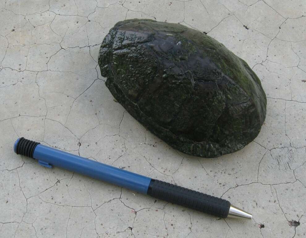 Image of Rough-footed Mud Turtle