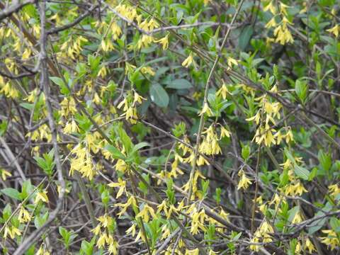 Forsythia intermedia Zabel resmi