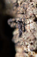 Image of Antarctic Midge