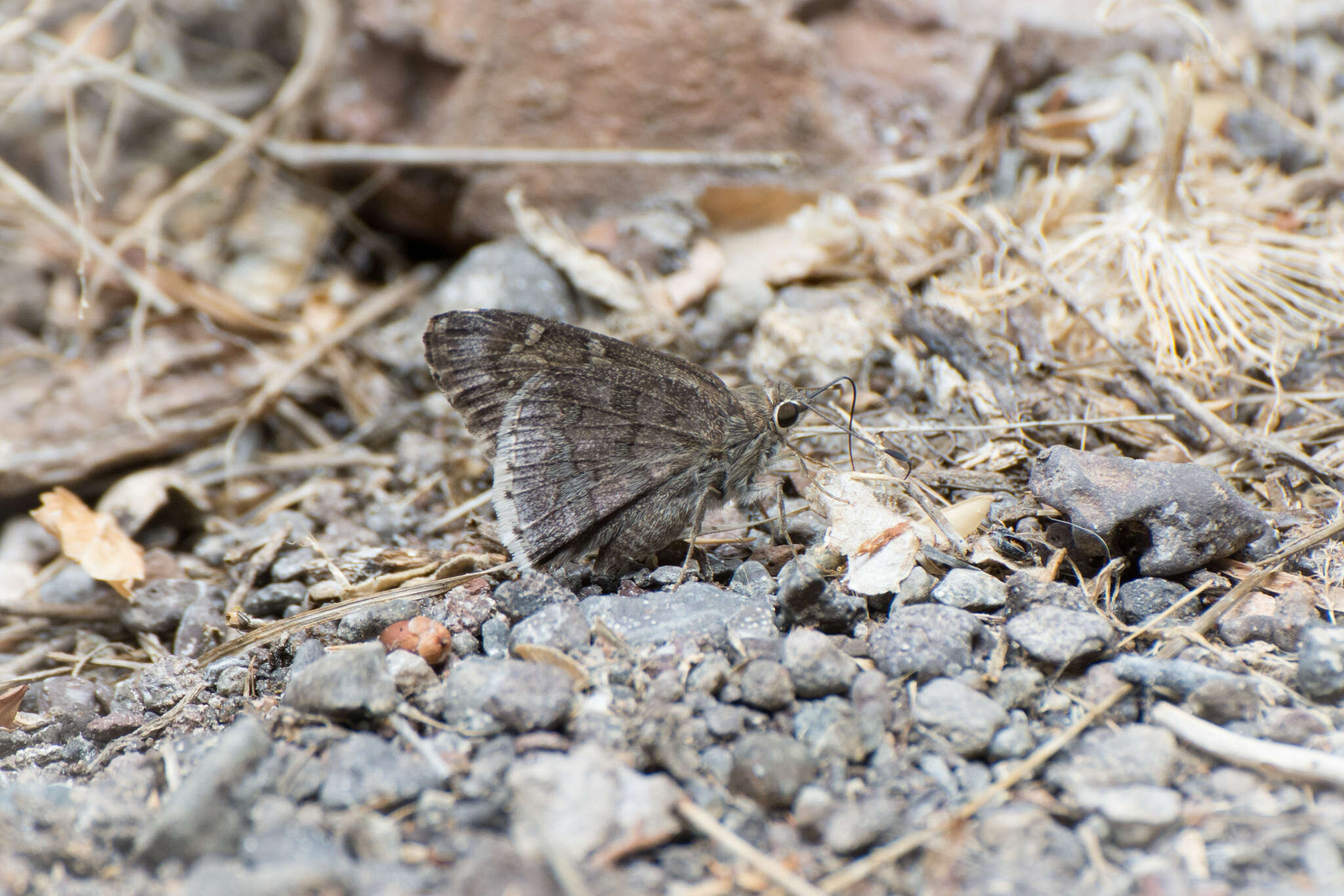 Image of Acacia Skipper