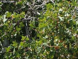 Image of Acer monspessulanum subsp. microphyllum (Boiss.) Bornm.