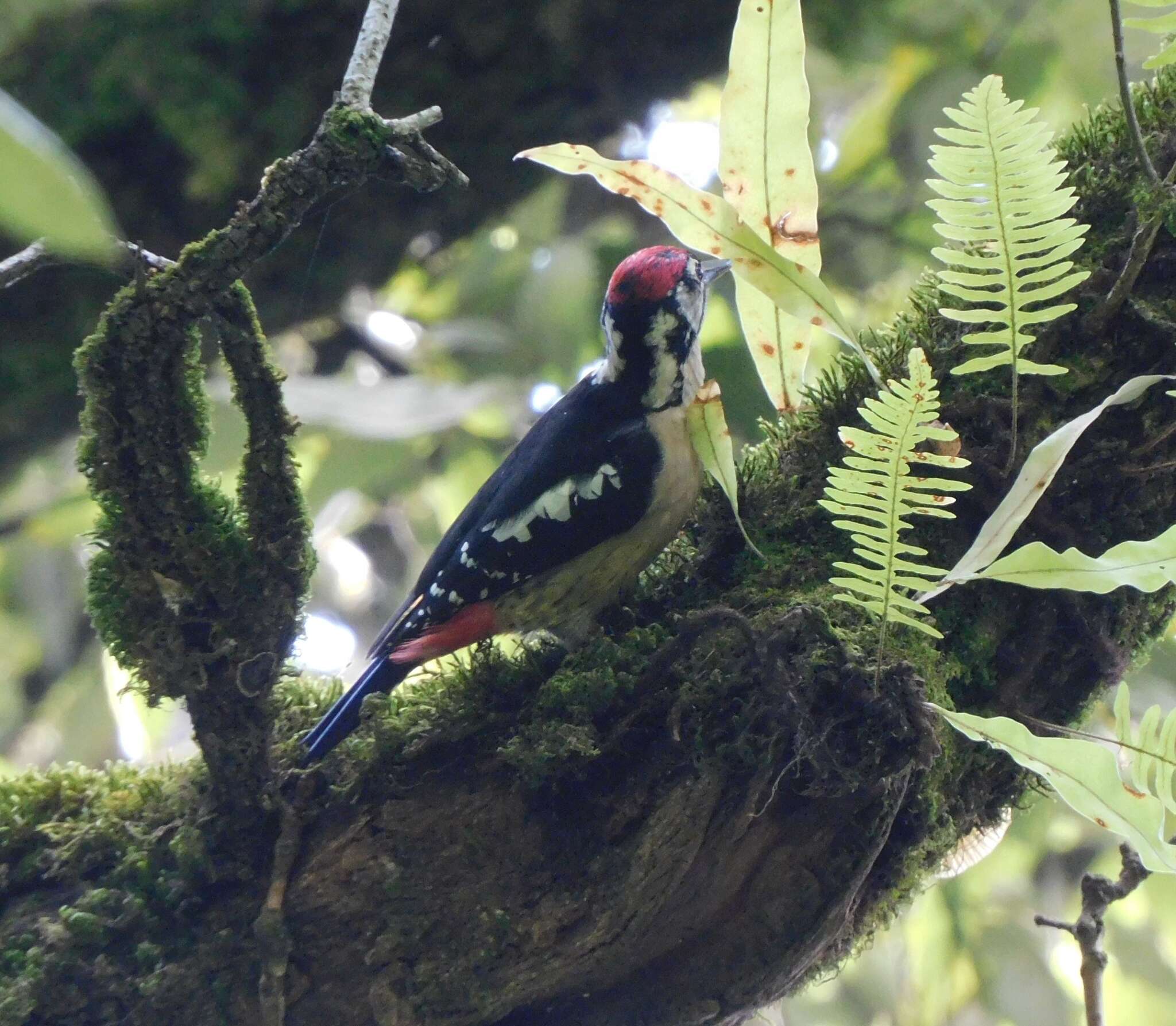 Image of Himalayan Woodpecker