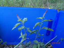 Image de Acalypha phleoides Cav.