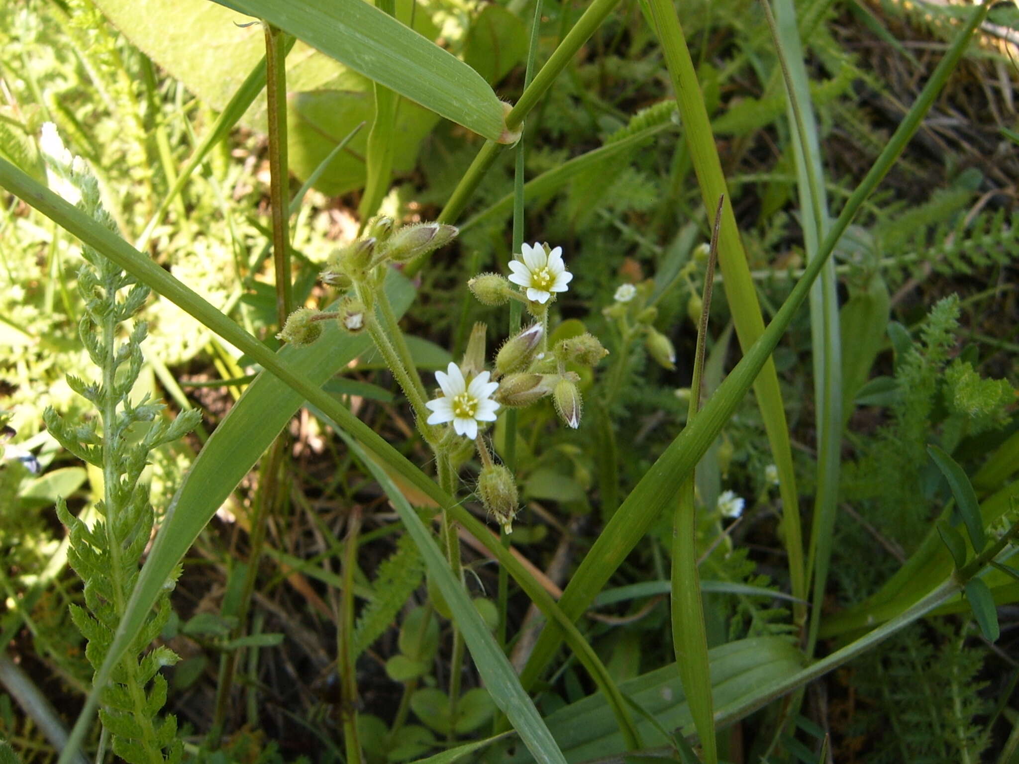 Image of European chickweed