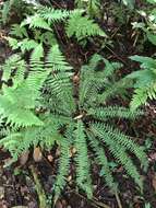 Image of Hispaniolan spleenwort