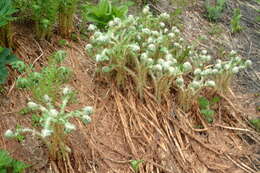 Plancia ëd Polystichum microchlamys (Christ.) Matsumura