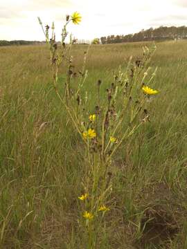 Image of Tragopogon podolicus Besser ex DC.