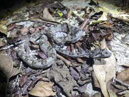 Image de Protobothrops cornutus (M. A. Smith 1930)