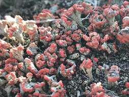 Image of cup lichen