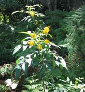 Image of arsenic bush