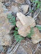 Image of Pelargonium confertum E. M. Marais