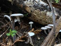 Слика од Hygrophorus involutus G. Stev. 1963