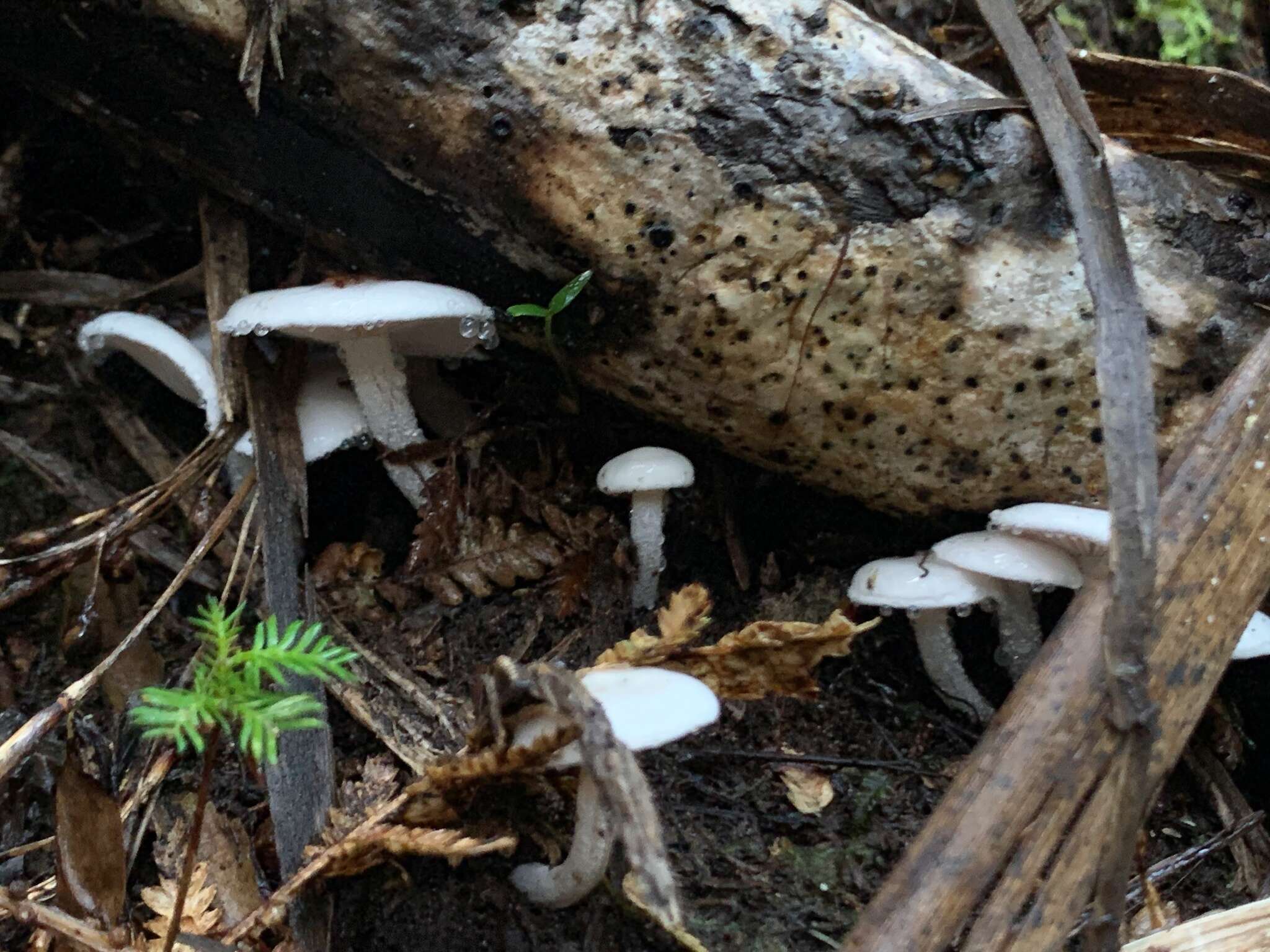 Image of Hygrophorus involutus G. Stev. 1963