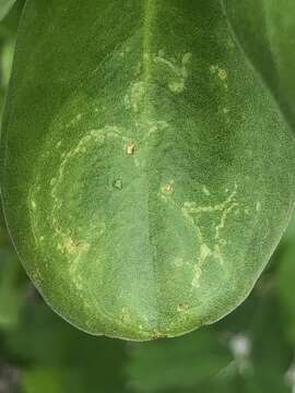 Image of Cucumber mosaic virus