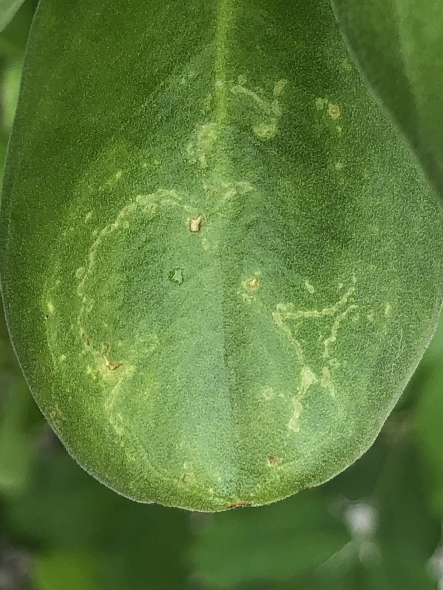 Image of Cucumber mosaic virus