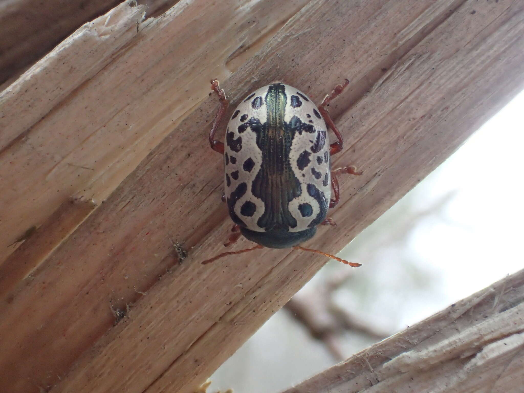 Image of Calligrapha (Calligrapha) ignota Brown 1940