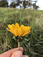 Image of California balsamroot