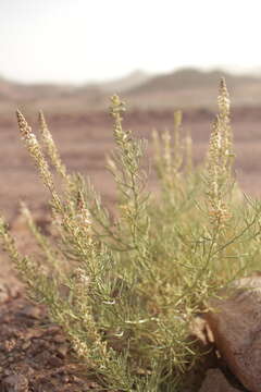 Image of Reseda stenostachya Boiss.