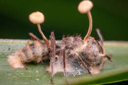 Image of Ophiocordyceps lloydii (H. S. Fawc.) G. H. Sung, J. M. Sung, Hywel-Jones & Spatafora 2007