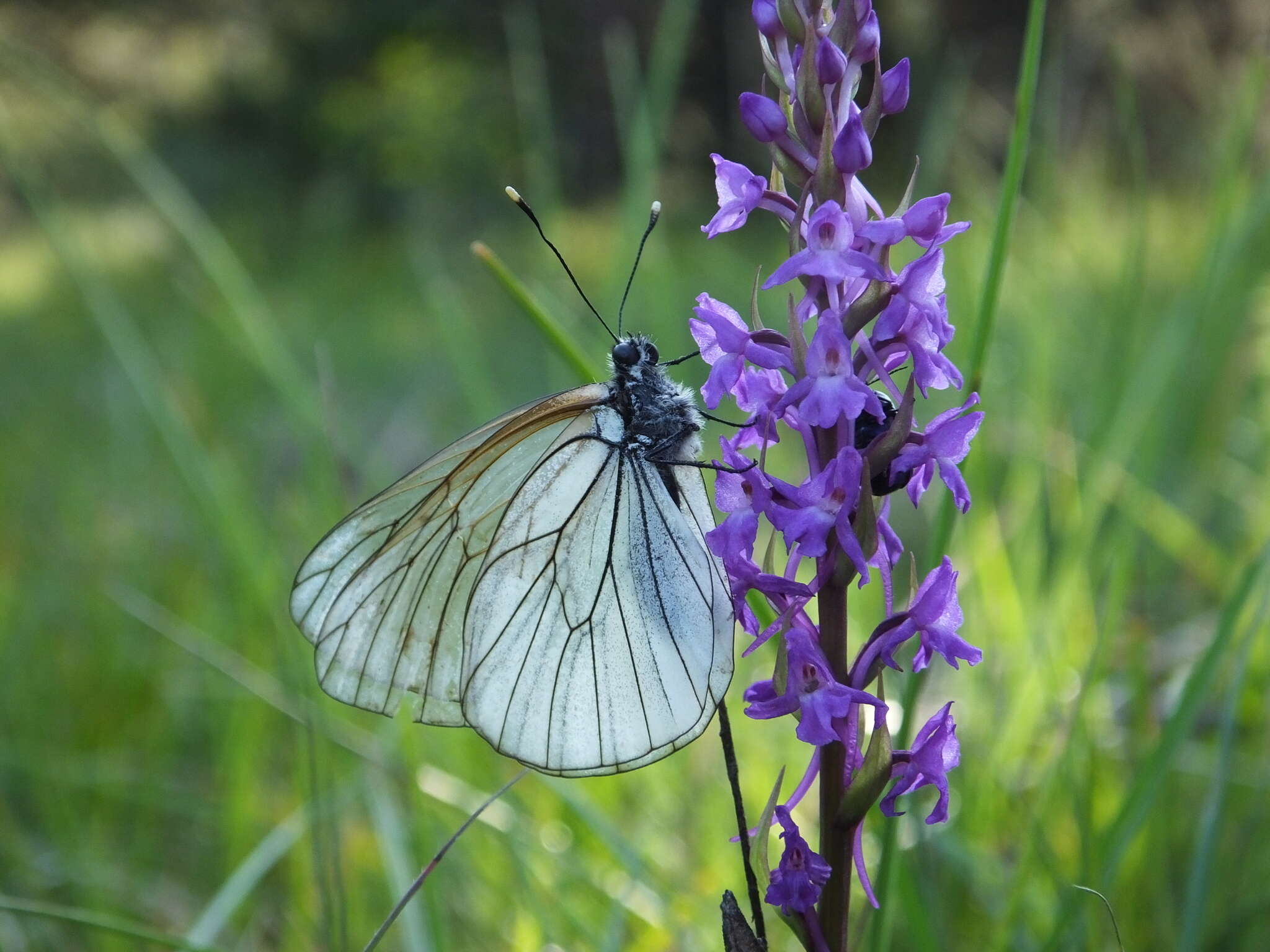 Imagem de Aporia crataegi (Linnaeus 1758)