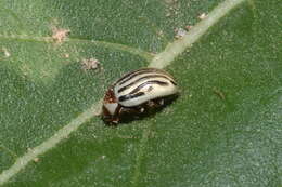 Image of Sunflower Beetle