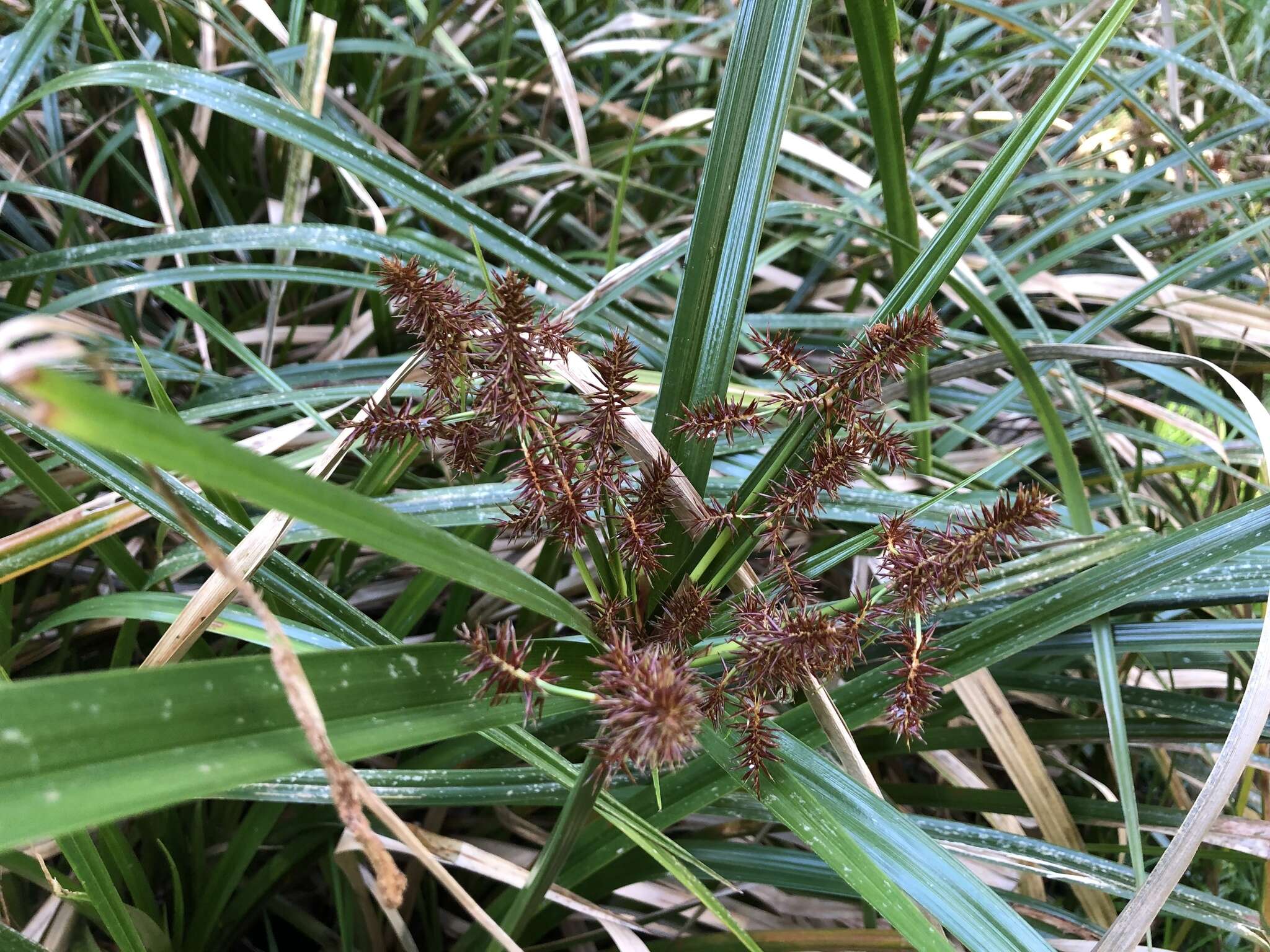 Слика од Cyperus lucidus R. Br.