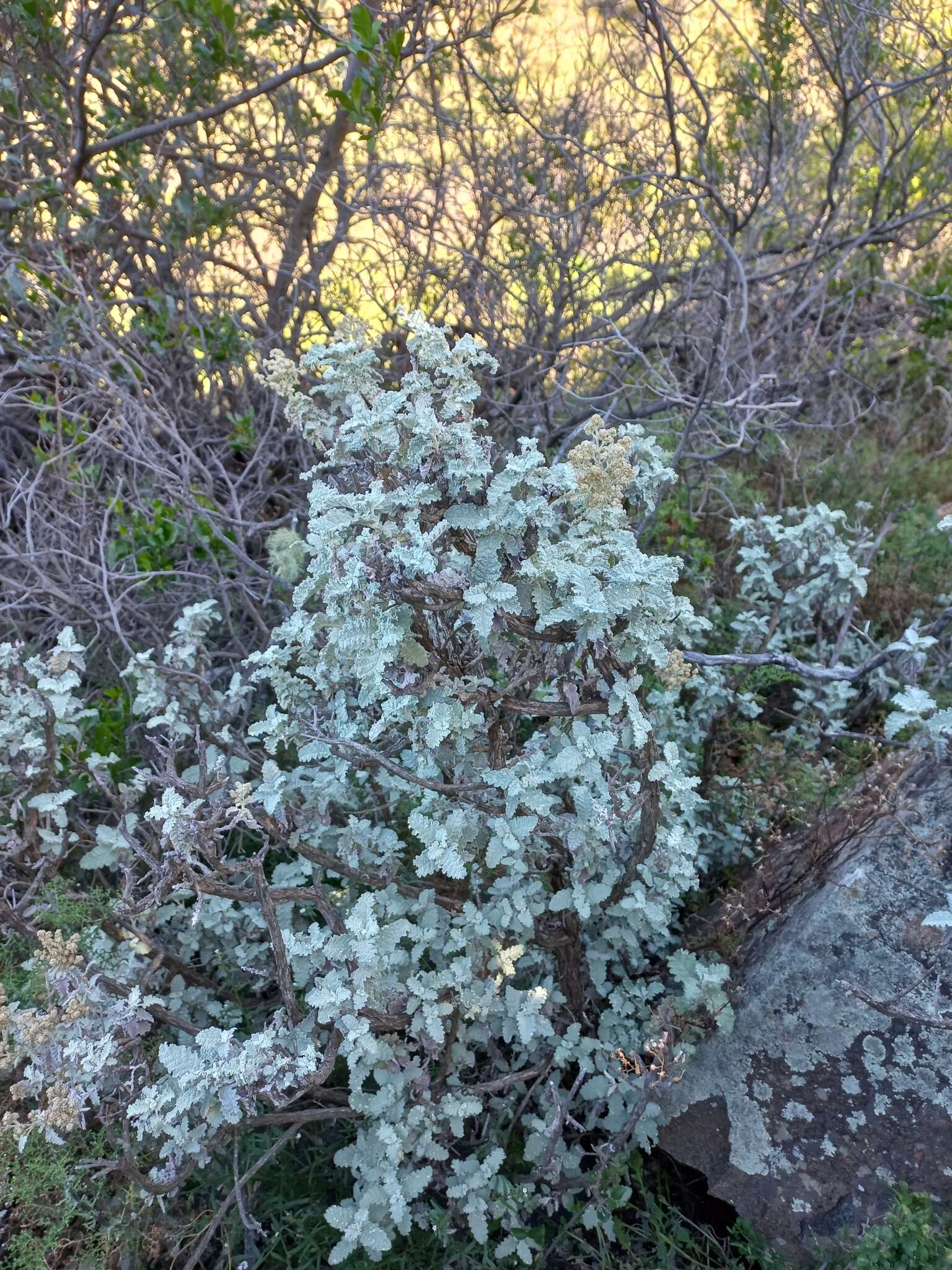 Imagem de Buddleja glomerata H. Wendl.