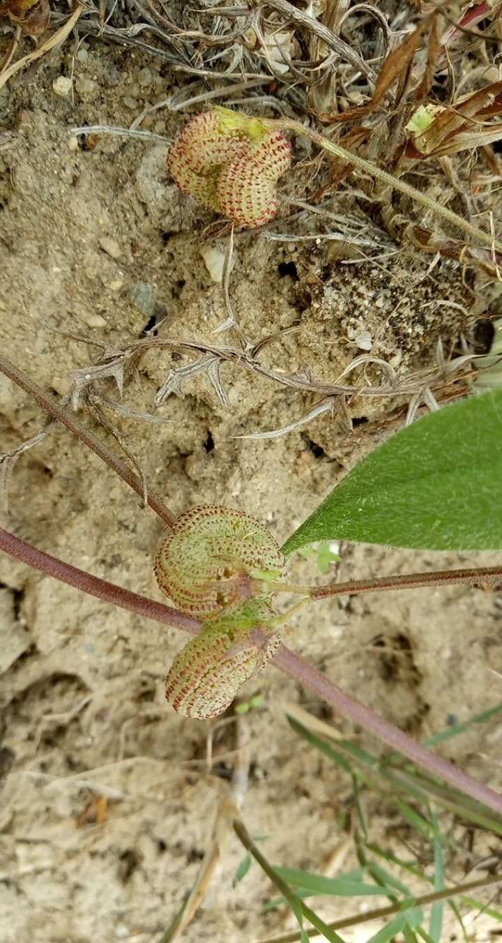 Plancia ëd Scorpiurus vermiculatus L.