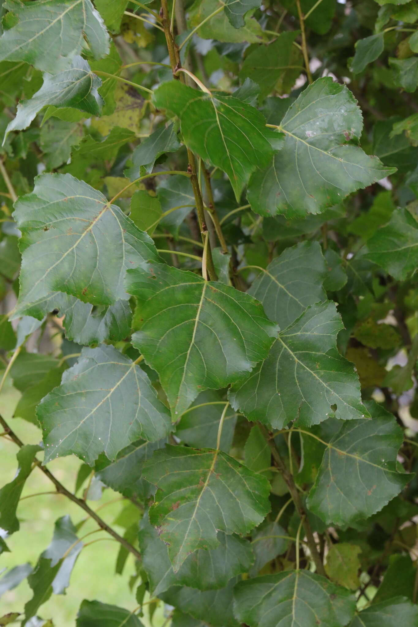 Image of Populus nigra var. italica (Moench.) Koehne