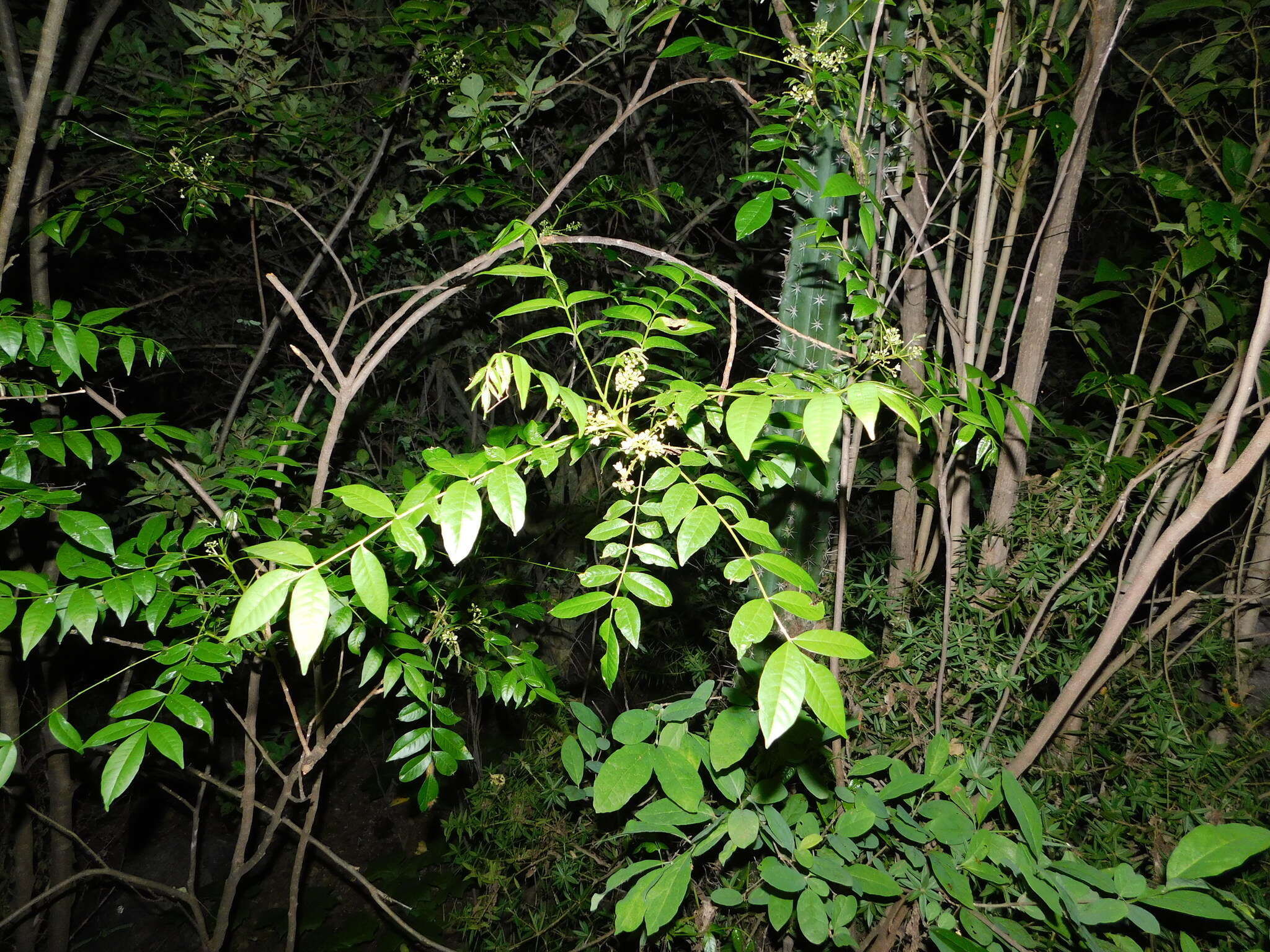 Plancia ëd Trichilia americana (Sessé & Mociño) T. D. Pennington