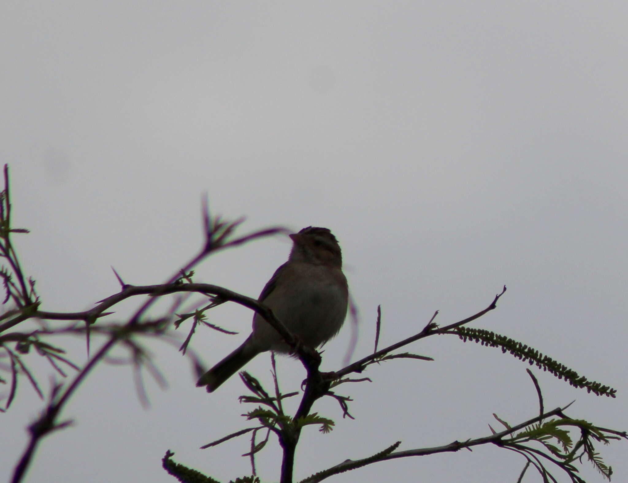 Image of Clay-colored Sparrow