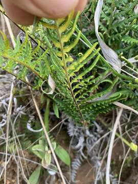 Pityrogramma calomelanos var. aureoflava (Hook.) Weath. ex Bailey resmi