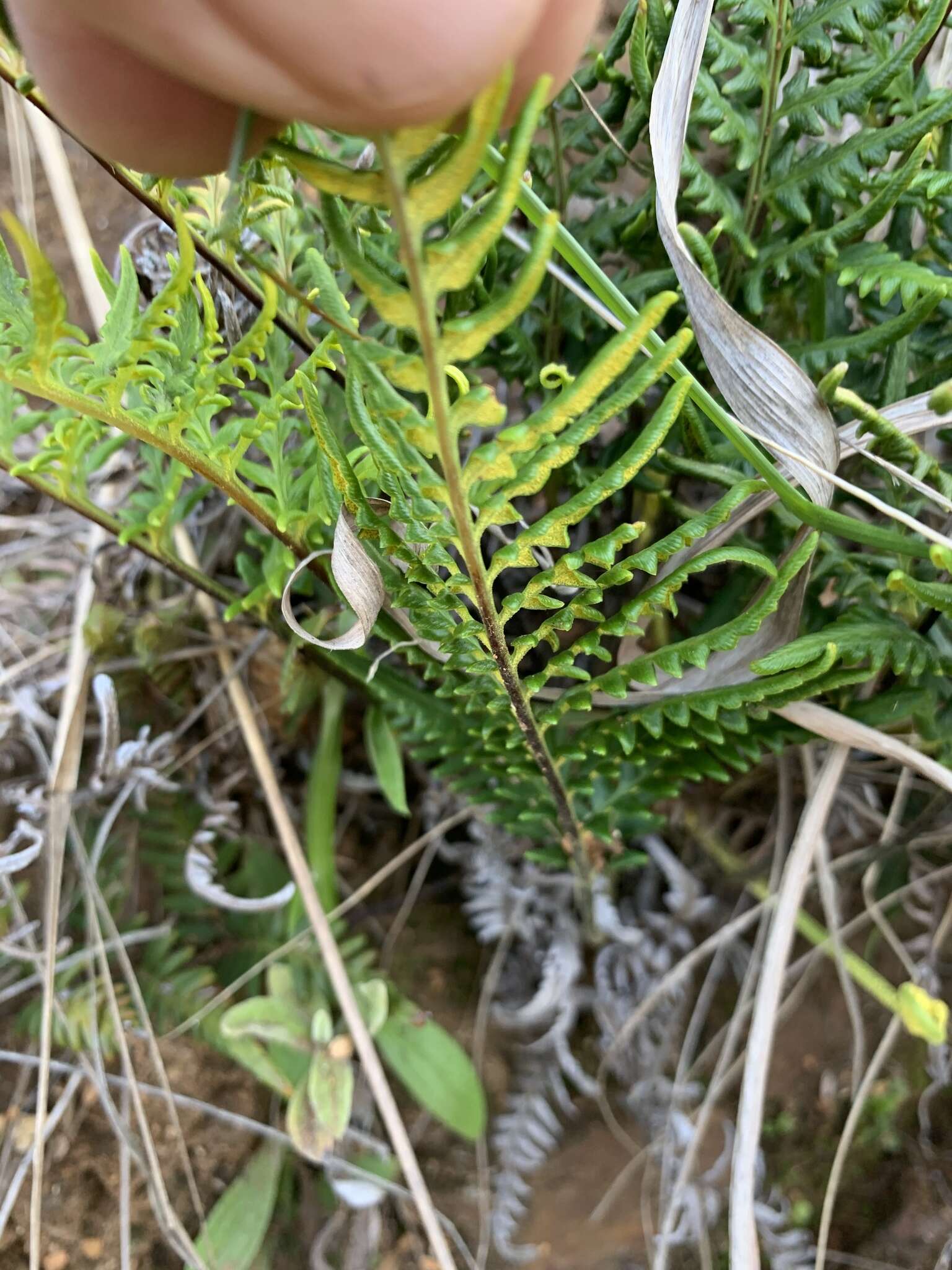 Imagem de Pityrogramma calomelanos var. aureoflava (Hook.) Weath. ex Bailey