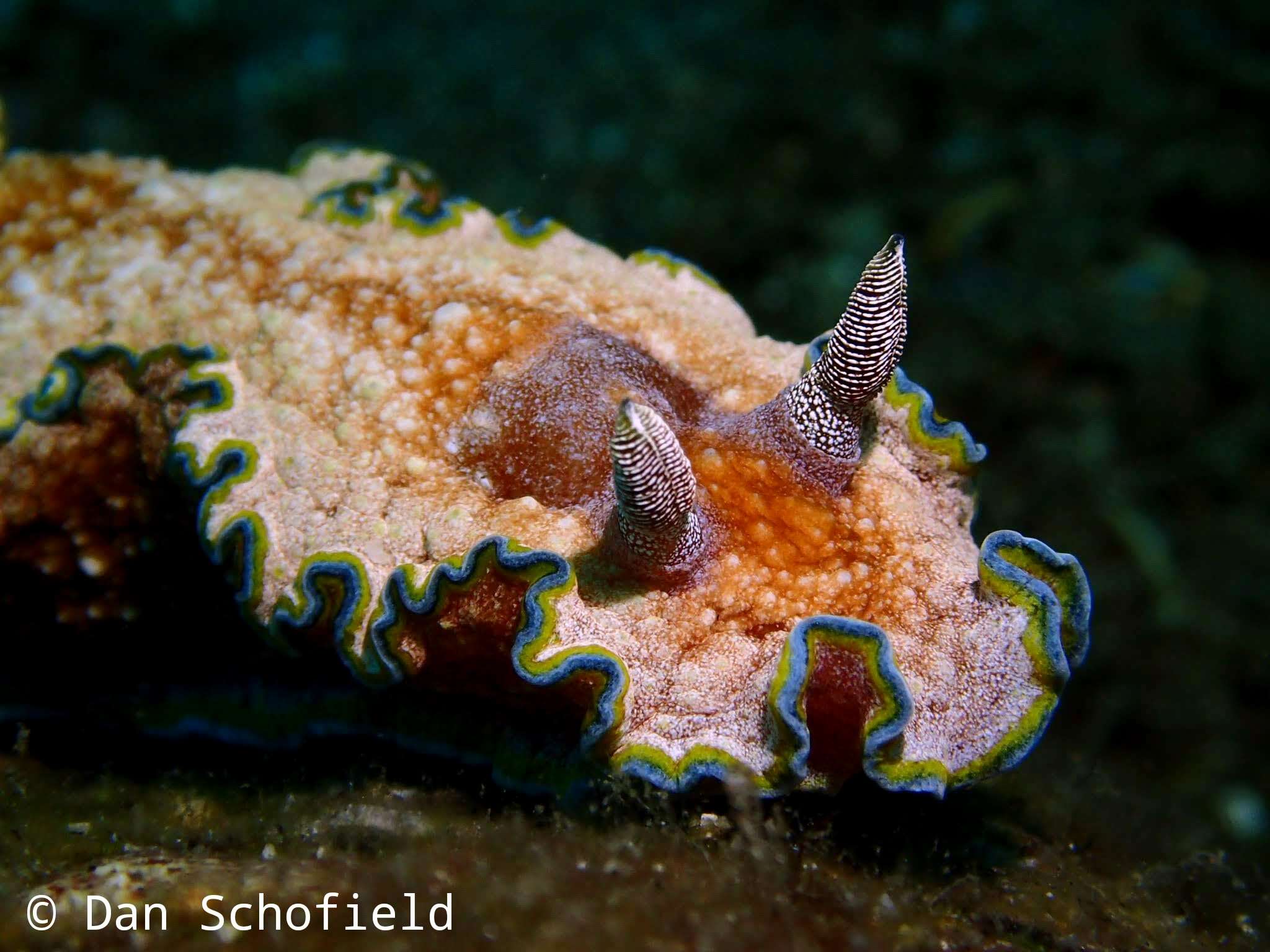 Image of Glossodoris acosti Matsuda & Gosliner 2018