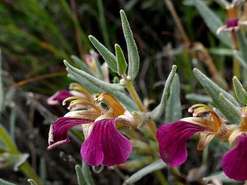 Image of Ajuga chamaecistus Ging. ex Benth.