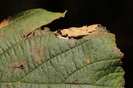Image of Hazel Slender
