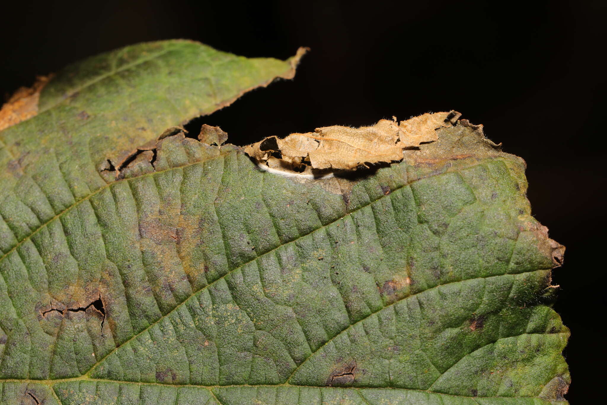 Image of Hazel Slender