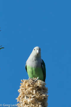 Image of Grey-headed Lovebird