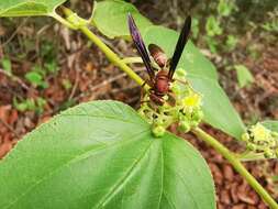 Image of Polistes veracrucis Richards 1978