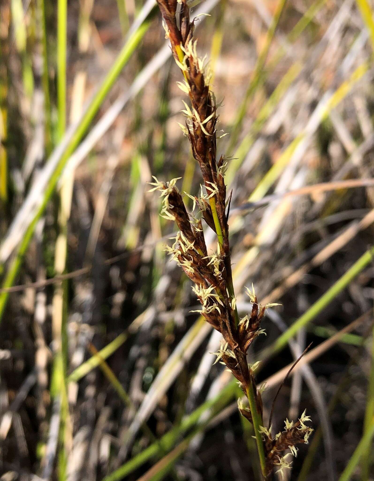 Image of Lepidosperma viscidum R. Br.